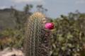 37 Chapada plants